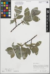 Foto von Salix glauca L.